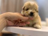 Güzeller Güzeli Maltipoo Yavrum