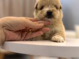 Güzeller Güzeli Maltipoo Yavrum
