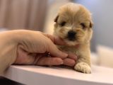 Güzeller Güzeli Maltipoo Yavrum