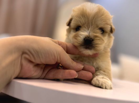 Güzeller Güzeli Maltipoo Yavrum görsel