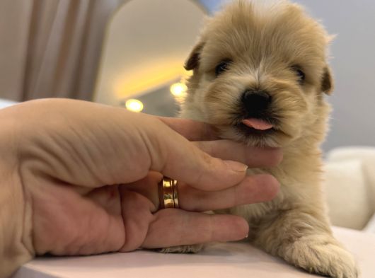 Güzeller Güzeli Maltipoo Yavrum
