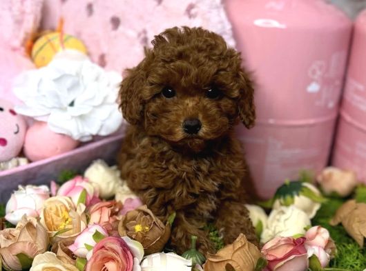 Bebek Suratli Toy Poodle Yavrulari
