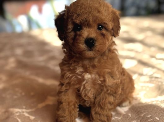 Kizil Red Malti̇poo Yavrular