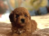 Kizil Red Malti̇poo Yavrular