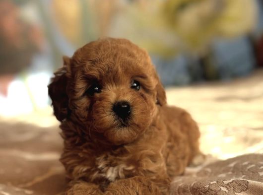 Kizil Red Malti̇poo Yavrular görsel