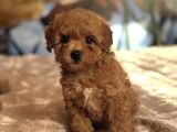 Kizil Red Malti̇poo Yavrular