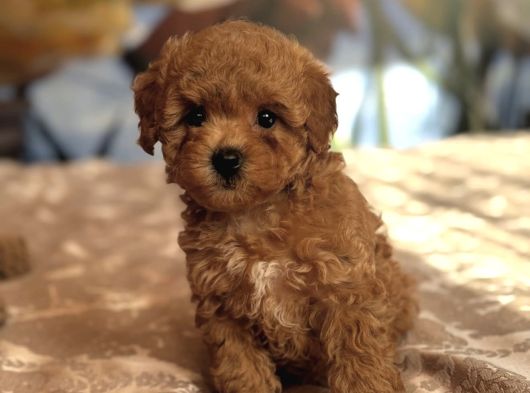 Kizil Red Malti̇poo Yavrular görsel