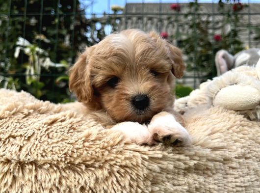 Şaşkin Suratli Malti̇poo Yavrular