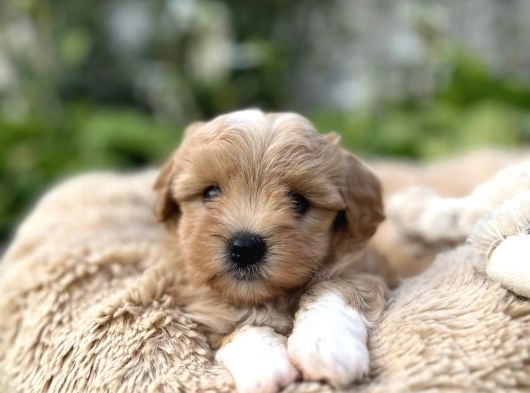 Şaşkin Suratli Malti̇poo Yavrular görsel