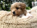 Şaşkin Suratli Malti̇poo Yavrular