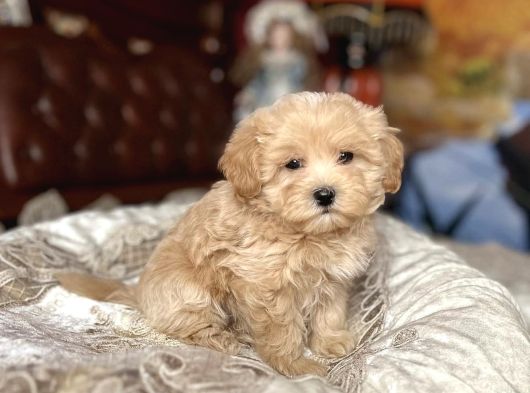 Tombi̇k Malti̇poo Bebekler