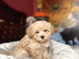 Tombi̇k Malti̇poo Bebekler