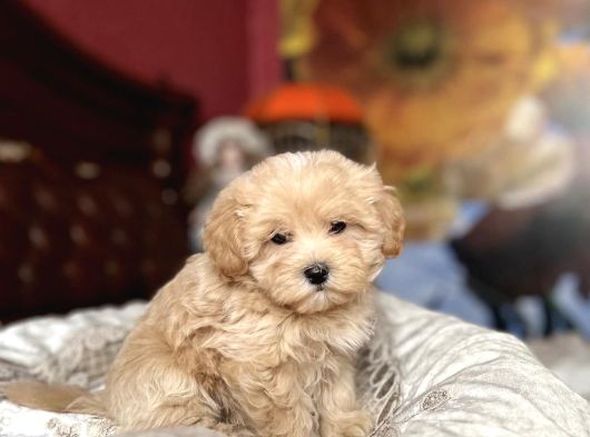 Tombi̇k Malti̇poo Bebekler görsel