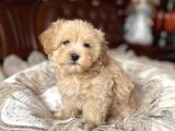 Tombi̇k Malti̇poo Bebekler
