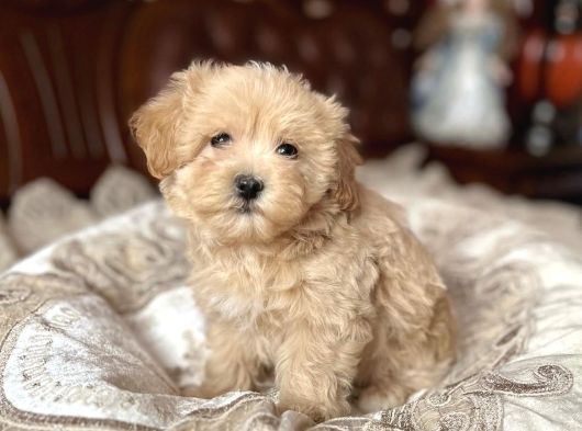 Tombi̇k Malti̇poo Bebekler görsel