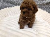 Aileden Mini Boy Toy Poodle Yavruları