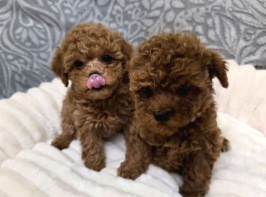 Aileden Mini Boy Toy Poodle Yavruları görsel