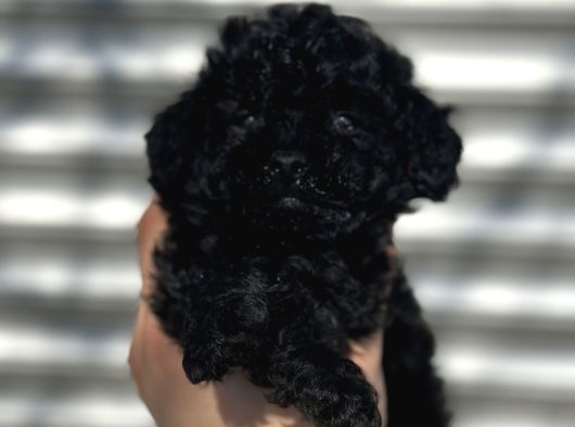UYGUNAA AŞILI BLACK POODLE