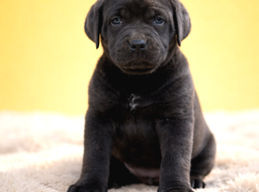 Harika Anatomi Üst Kalite Cane Corso Yavrular görsel