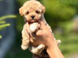 Bayram Şekeri̇ Tatliliğinda Kivircik Malti̇poo Bebeklei̇mi̇z