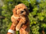 Sevi̇mli̇li̇kte Sinir Tanimayan Malti̇poo Bebekleri̇mi̇z