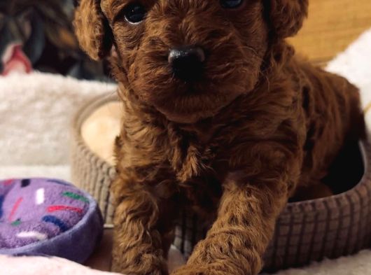 A Kalite Toy Poodle Yavrular görsel