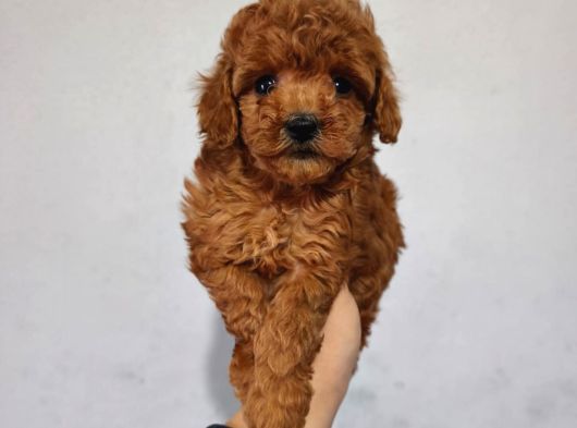 Toy Poodle Yavrularımız görsel