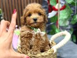 MALTİPOO CİNSİ YAVRULAR EV ÜRETİMİ
