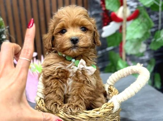 Malti̇poo Ci̇nsi̇ Yavrular Ev Üreti̇mi̇