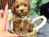 Malti̇poo Ci̇nsi̇ Yavrular Ev Üreti̇mi̇