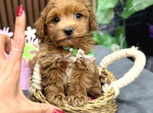 Malti̇poo Ci̇nsi̇ Yavrular Ev Üreti̇mi̇ görsel