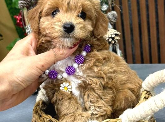 Malti̇poo Ci̇nsi̇ Yavrular Ev Üreti̇mi̇ görsel