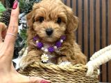 Malti̇poo Ci̇nsi̇ Yavrular Ev Üreti̇mi̇