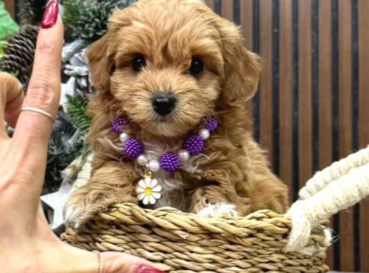 Malti̇poo Ci̇nsi̇ Yavrular Ev Üreti̇mi̇ görsel