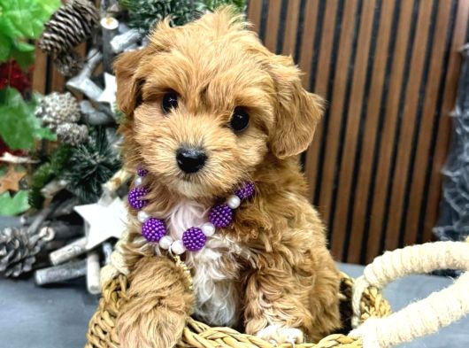 Malti̇poo Ci̇nsi̇ Yavrular Ev Üreti̇mi̇ görsel