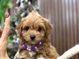 Malti̇poo Ci̇nsi̇ Yavrular Ev Üreti̇mi̇
