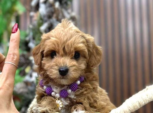 Malti̇poo Ci̇nsi̇ Yavrular Ev Üreti̇mi̇ görsel
