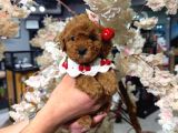 TOY POODLE SEVİMLİ YAVRULAR EV ÜRETİMİ