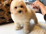 Hi̇poalerjani̇k Malti̇po Bebekleri̇mi̇z