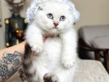 Scottish Fold Silver Point