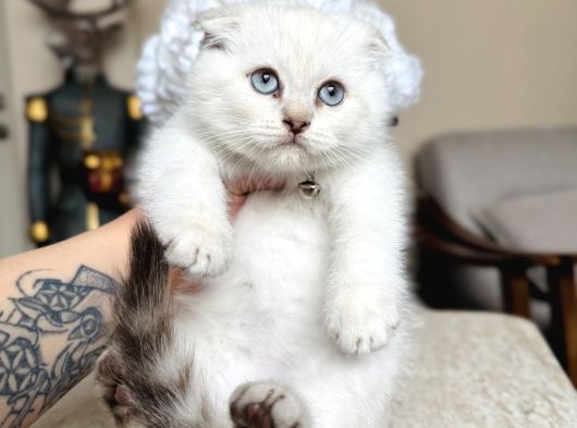 Scottish Fold Silver Point