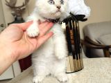 Scottish Fold Silver Point