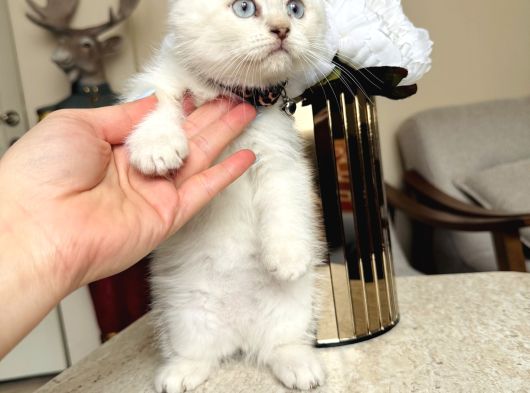 Scottish Fold Silver Point görsel