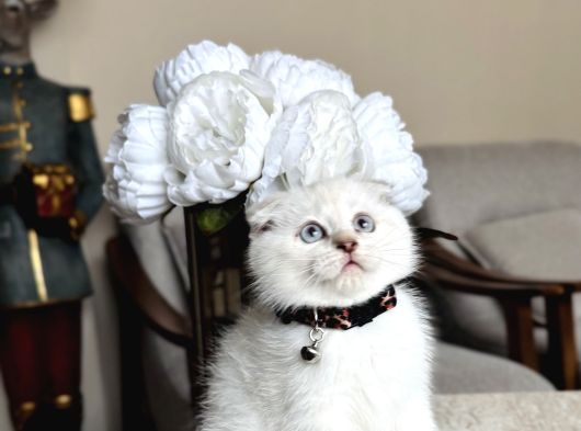 Scottish Fold Silver Point görsel