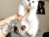 Scottish Fold Silver Point