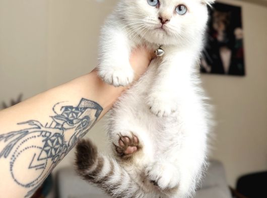 Scottish Fold Silver Point görsel