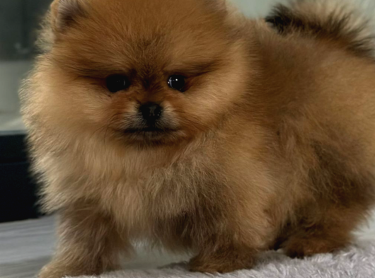 0 Teacup Pomeranian Kardeşler görsel