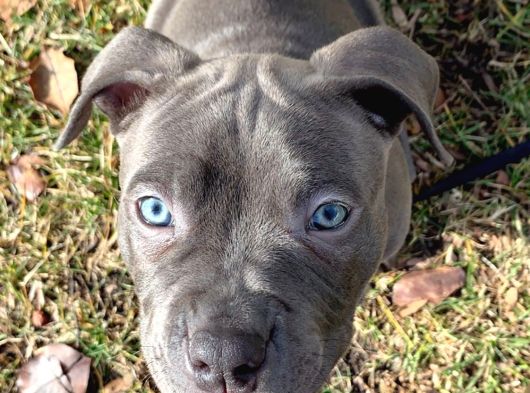 French Buldog görsel