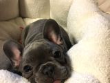 French Buldog