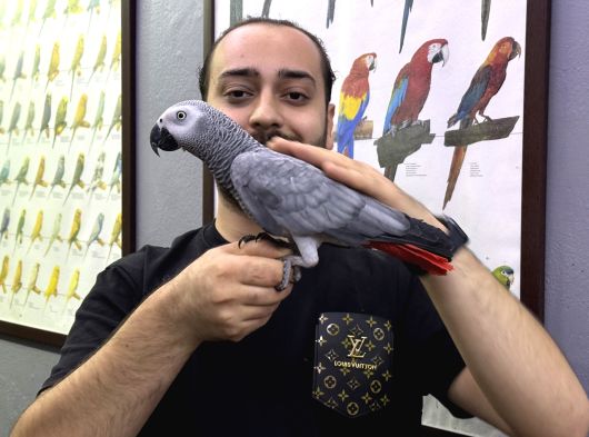 Full Eği̇ti̇mli̇ Konuşan Jako Papağani